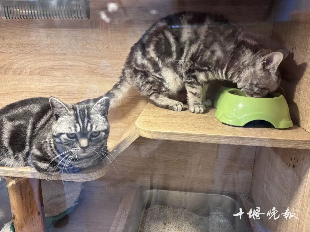 激增 十堰多家店铺：2月1日开始涨价AG