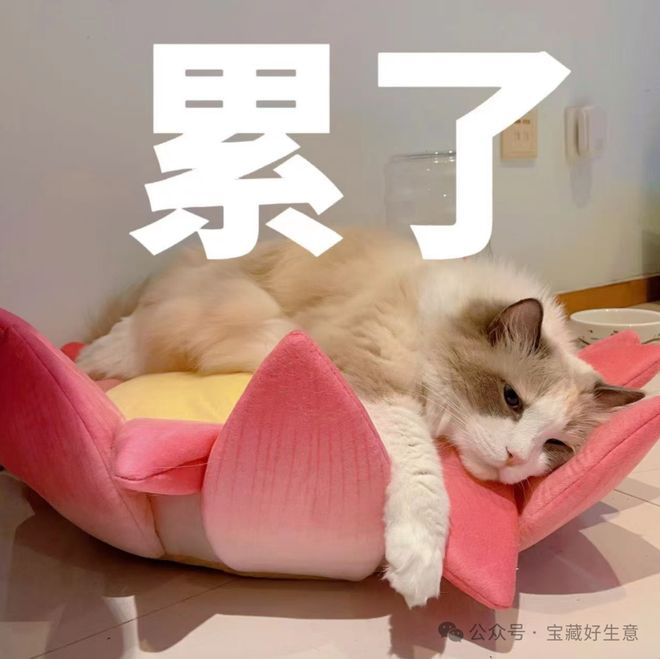 消费品从业者的五年创业思考AG真人国际厅深度 一个新(图13)